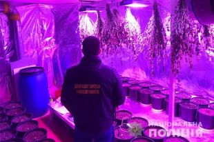 В Киевской области мужчина в подвале дома выращивал коноплю