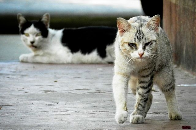 На Камчатке в собачий приют подселят кошек