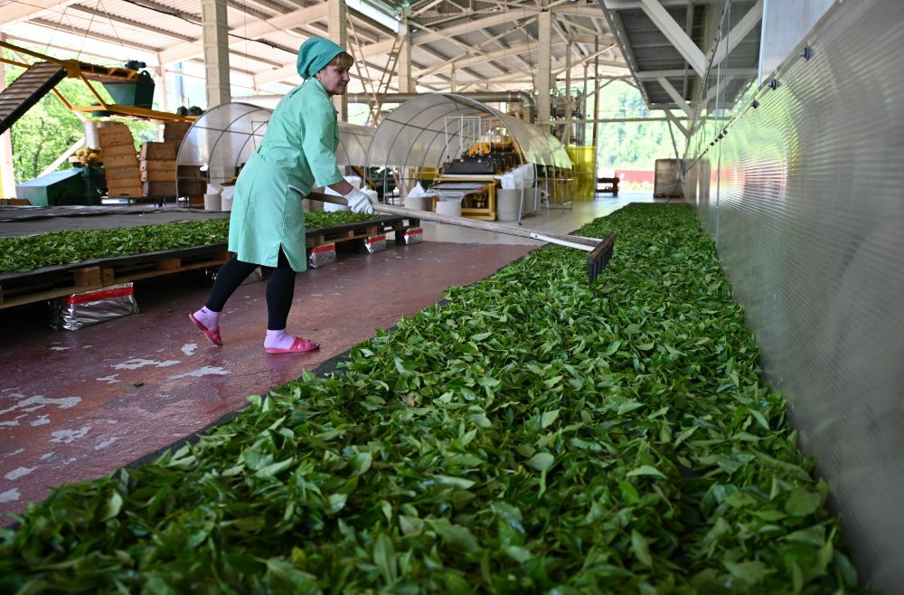 Завяливание чайного листа при производстве черного чая в цехе первичной переработки на Мацестинской чайной фабрике