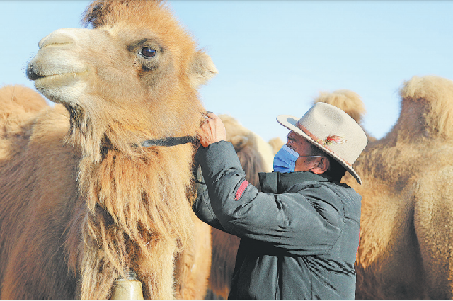 Пастух Баодумар надевает ошейник на верблюда в уезде Боху, Синьцзян-Уйгурский автономный район, январь. Такие ошейники облегчают выпас скота, поскольку позволяют отслеживать мес- тоположение животных в реальном времени.