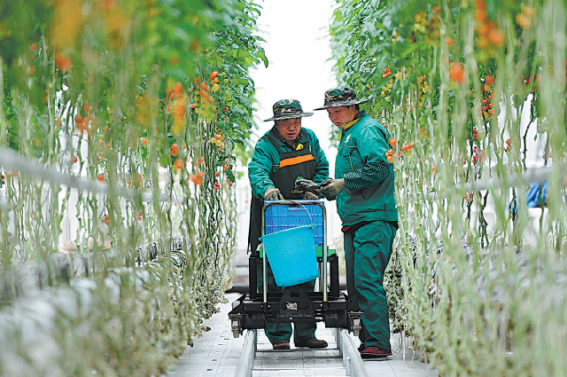 Фермеры собирают фрукты в современном сельскохозяйственном демонстрационном парке в Ланьчжоу, провинция Ганьсу, 8 декабря. В парке внедрены такие меры, как беспочвенное выращивание и экологичес- кая обработка удобрений для защиты окружающей среды и стимулирования низкоуглеродного развития.