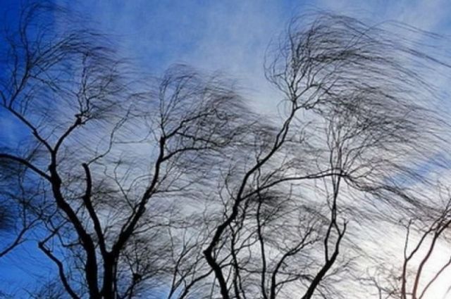 В Тульской области из-за сильного ветра объявлено метеопредупреждение