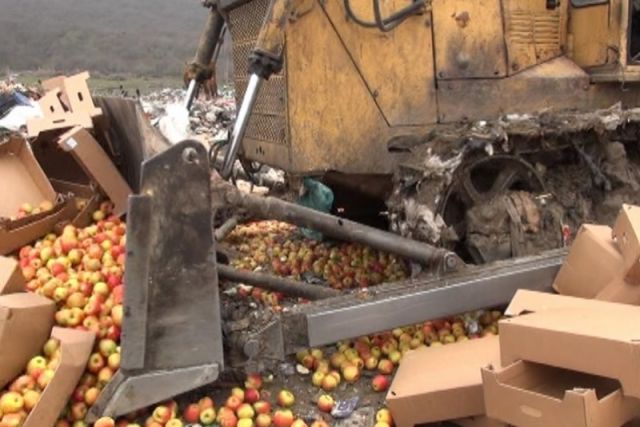 Более 600 тонн яблок уничтожили в Архангельске