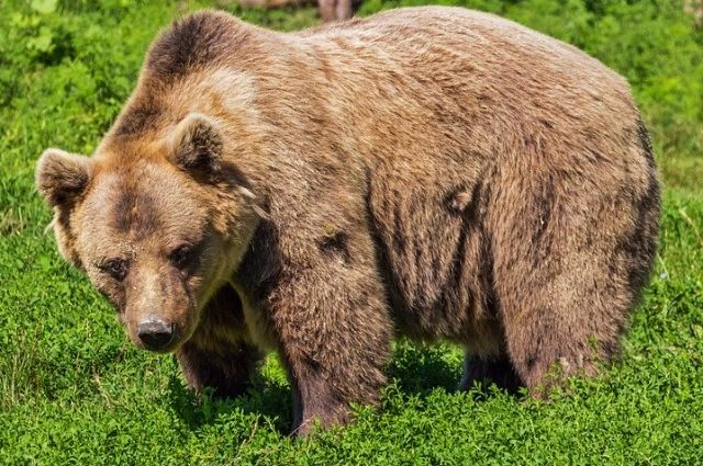 Медведь пытался напасть на людей на кладбище в Усть-Куте