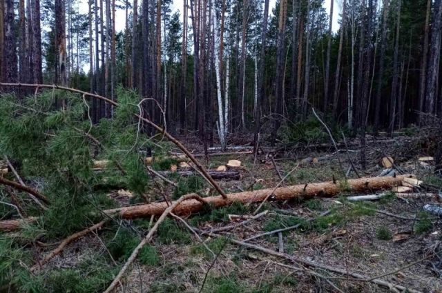 Незаконную заготовку древесины пресекли в Иркутской области