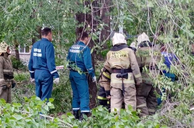 В Ульяновске поваленное ветром дерево упало на 11-летнюю девочку