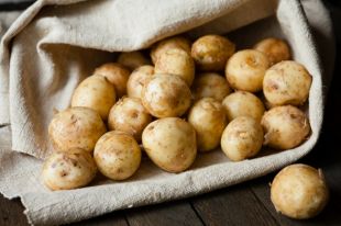 Молодой картофель: полезные свойства продукта