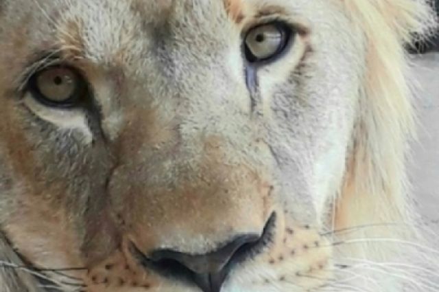 Дончане обнаружили клетку со львицей, которая мучается без еды и воды