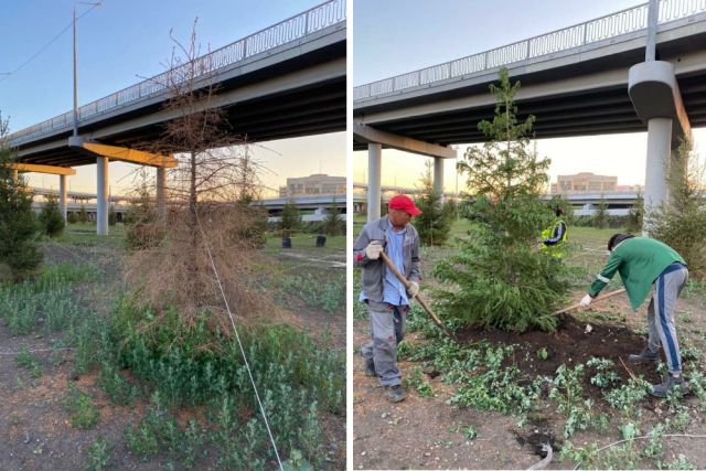 Неприжившиеся деревья в Челябинске заменили по гарантии