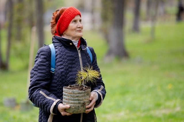 Через 20 лет такой саженец уже будет заметен на ландшафте.