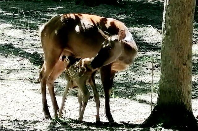 Лань и маралуха родили детёнышей в Невинномысском парке