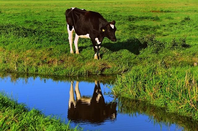 Больше молока и мяса: фермеры Ленобласти получат гранты на сумму 27 млн