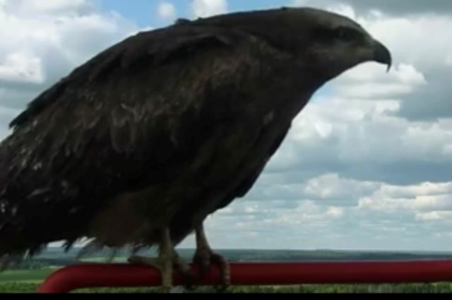 Редкая хищная птица из Африки попала на камеру в Пермском крае