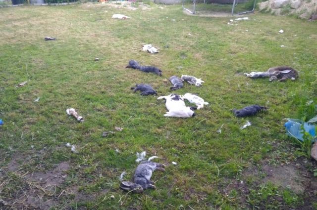 В Пронском районе собаки загрызли 18 кроликов