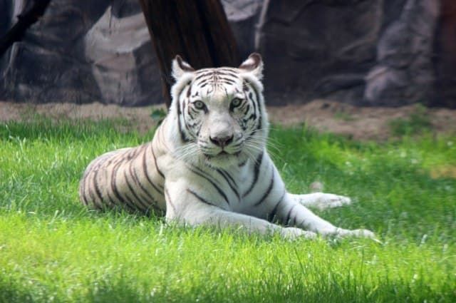 В Нижегородском зоопарке «Лимпопо» появилась белая бенгальская тигрица