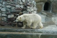 В московском зоопарке спасенная белая медведица живет 1,5 месяца.