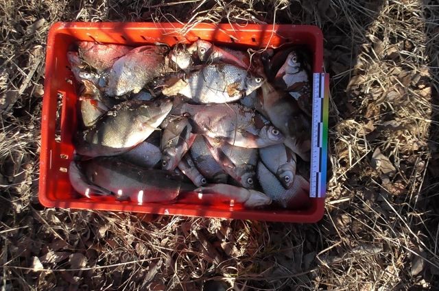 В Перми 52-летний браконьер выловил рыбы на 91 тысячу рублей