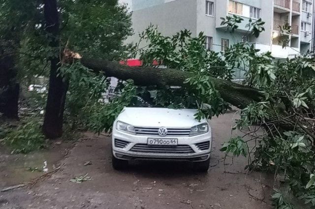 В Саратове упавшее дерево придавило Volkswagen