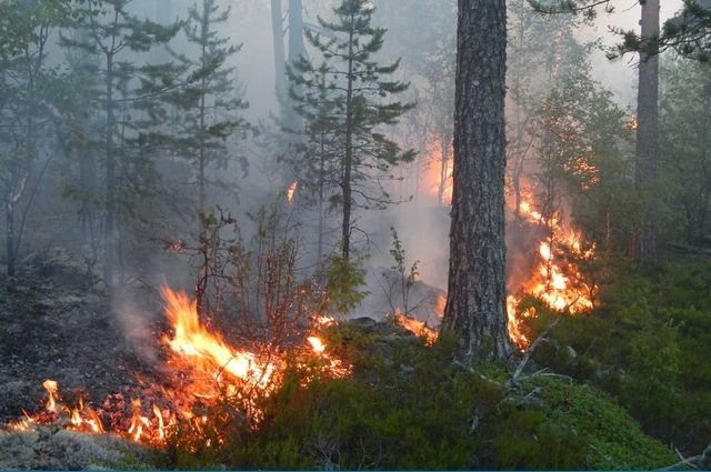 Пятый класс пожарной опасности отмечен в Псковской области