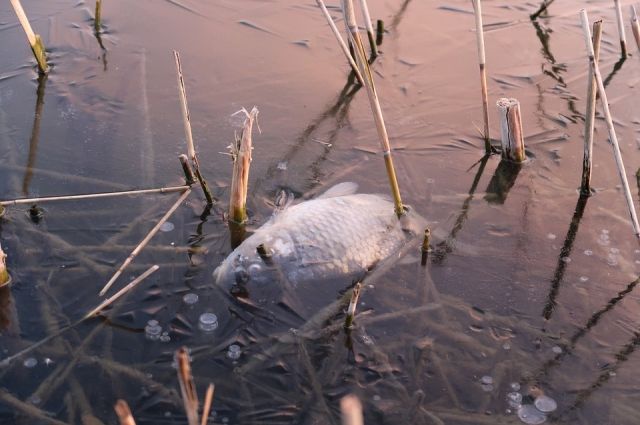 Прокуратура проверит сообщение о массовой гибели рыбы в Волгограде