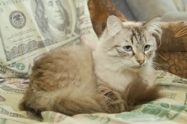 В Вилючинске на Камчатке 180 кошек ищут новых хозяев