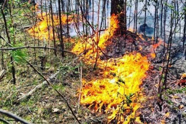 Лесной пожар с ущербом в 59 млн руб. обернулся уголовным делом в Снежинске