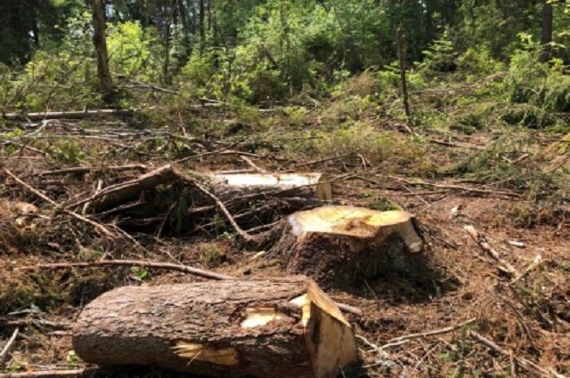 Жители Киржача просят не вырубать 70 га реликтового леса ради новой дороги