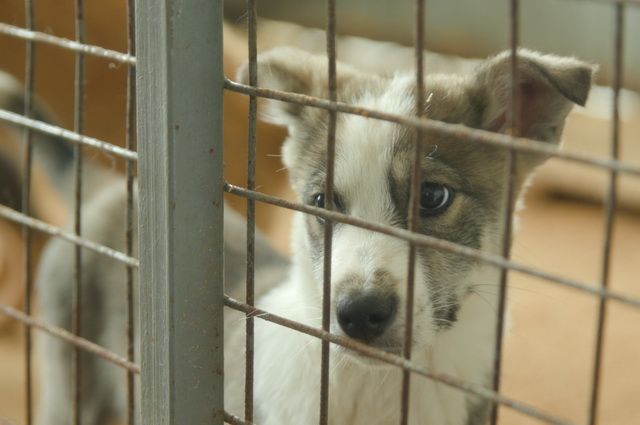 На Камчатке приют для животных приглашает на день открытых дверей