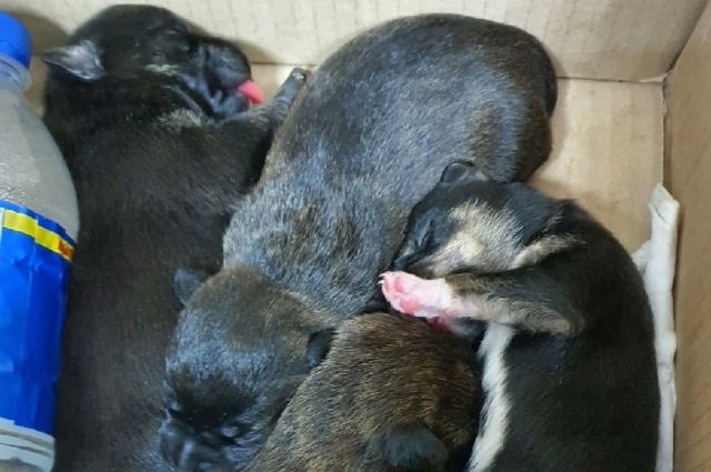 Под Новосибирском беременная женщина спасла щенков из мусорного бака