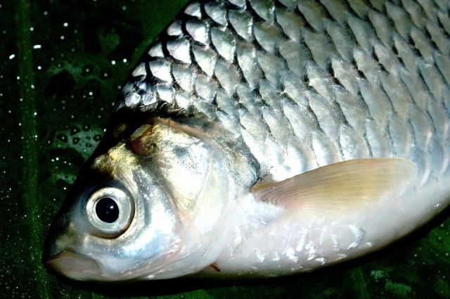 В Адыгее задержали подозреваемых в ловле 120 килограммов живой рыбы