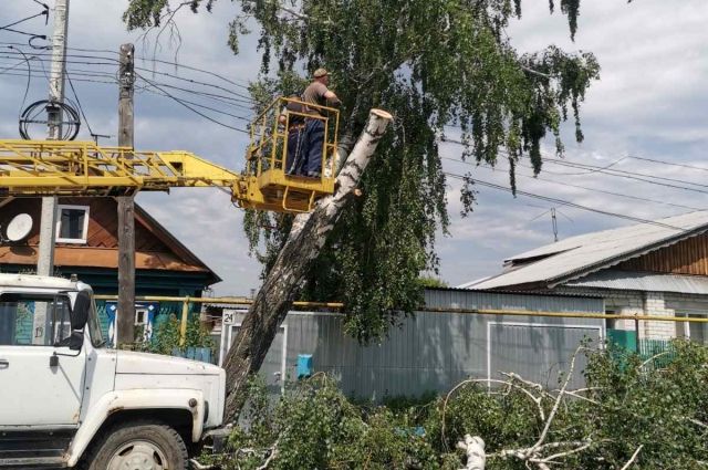 145 аварийных деревьев спилили в Ульяновске за неделю