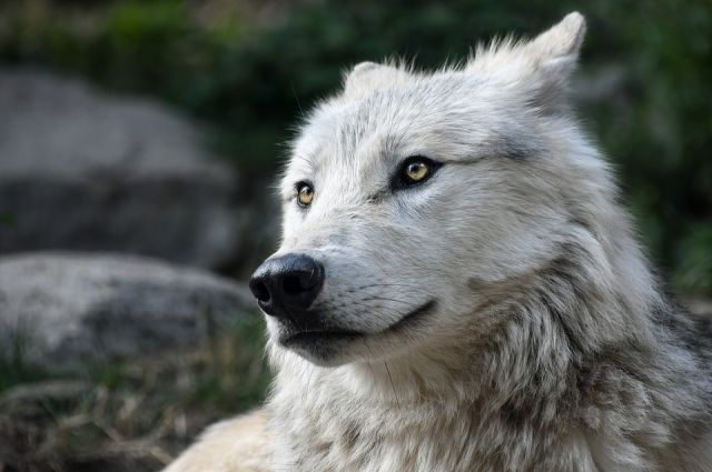 На ферме в Омской области предпринимателя покусал волк