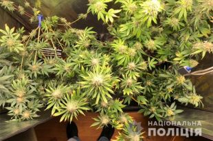 В Киеве мужчина в квартире выращивал коноплю