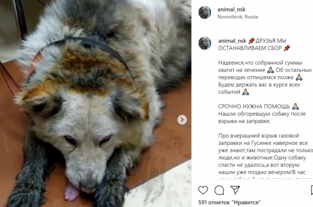 Волонтеры спасают собаку, пострадавшую при взрыве на АЗС в Новосибирске