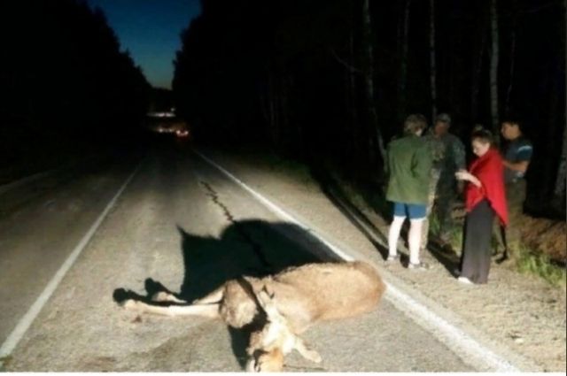 Двух лосей сбили на дорогах в Челябинской области