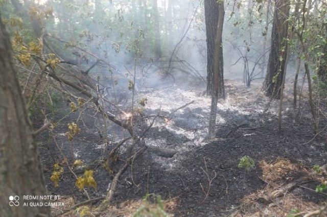 Пожар в городском бору произошел в Челябинске из-за горящего пуха