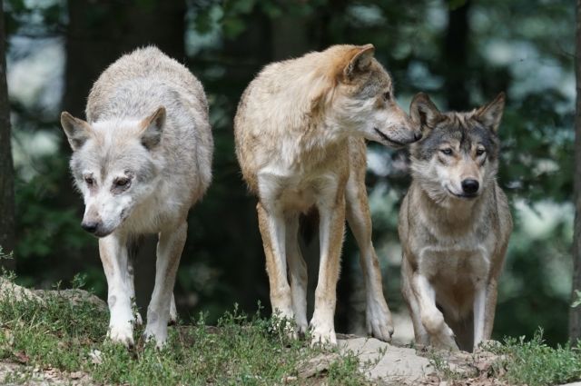 Жители Прикамья рассказали о встрече с волками на кладбище