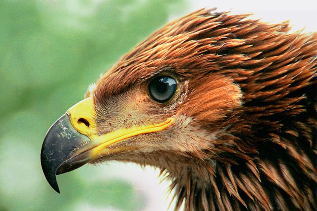 В Анапе на площадке «Ласточкино гнездо» у фотографа изъяли орла