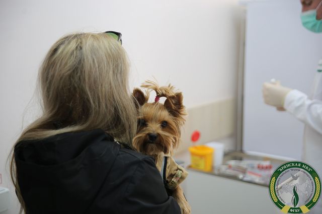В клинике ФГБУ «Брянская МВЛ» стартовала вакцинация животных против COVID