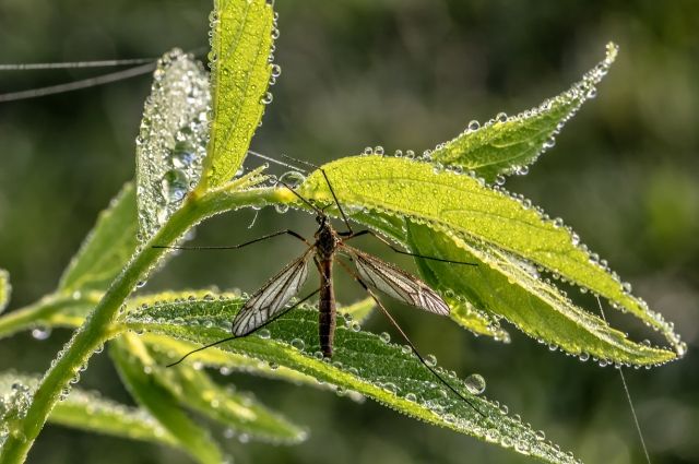 Эксперт КФУ объяснил нашествие комаров в Татарстане