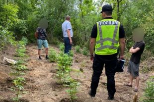 В Херсонской области мужчина выращивал коноплю в лесопосадке