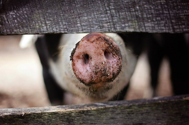 Приморье будет производить более 75 тысяч тонн мяса свинины в год
