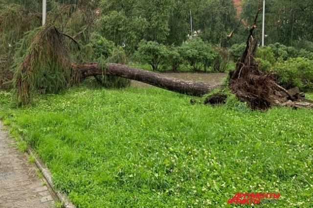 Десятки деревьев повалило во время грозы на севере Пермского края
