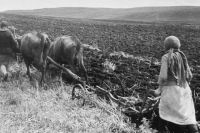 Колхозники работают в поле после войны.