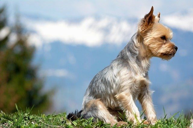 Житель Красноярского края спас тонувшую в Енисее собаку