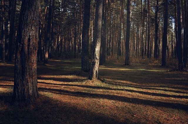 В Липецкой области ограничили посещение лесов