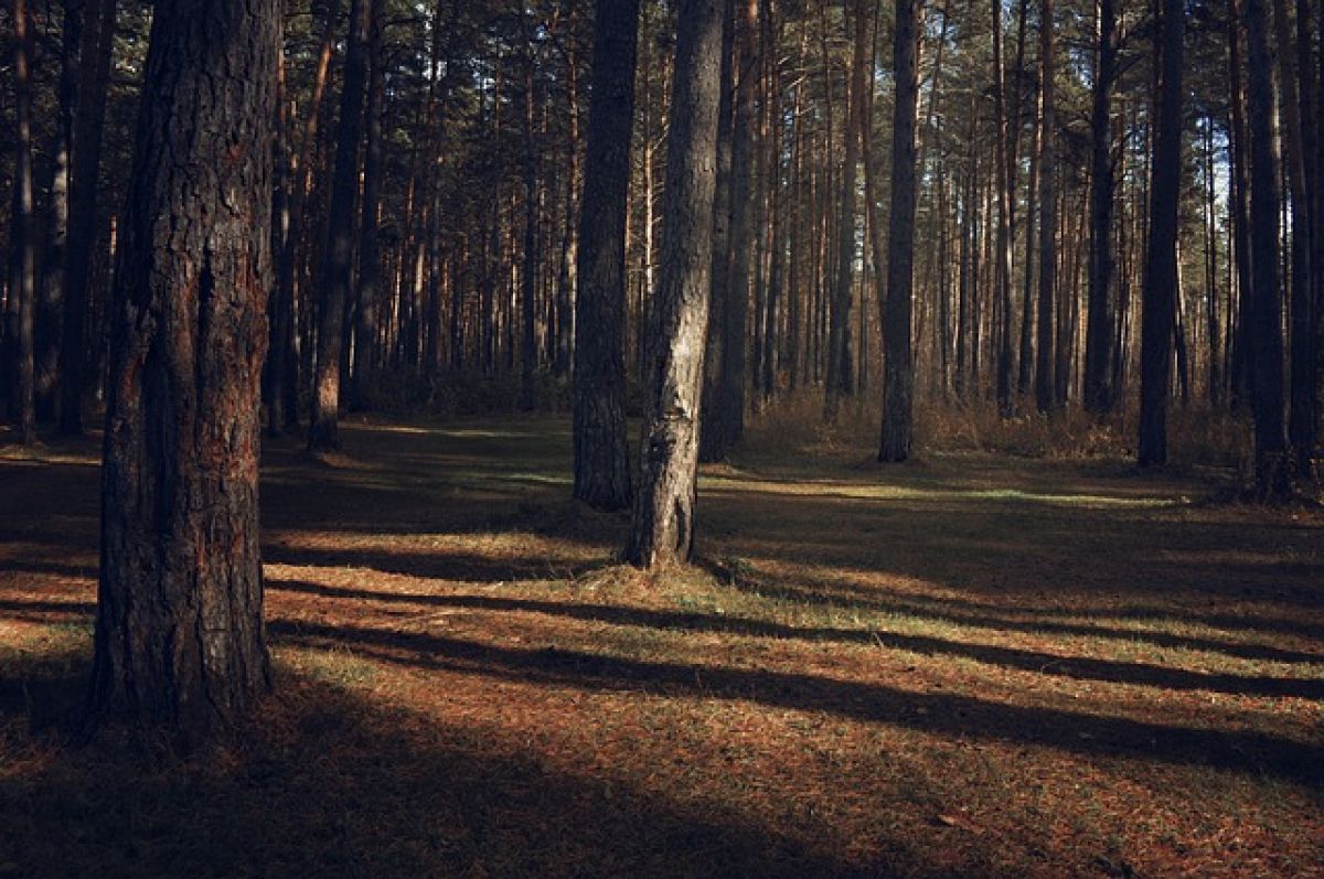 Возрождение леса. Леса Гайнского района. Темный лес Ставропольский край. Тайга. Сосновые боры Гайнского района фото.