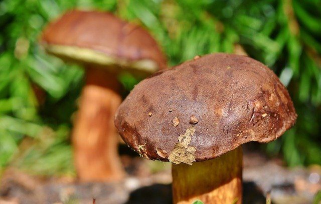 Биолог прогнозируют урожай грибов в лесах Петербурга