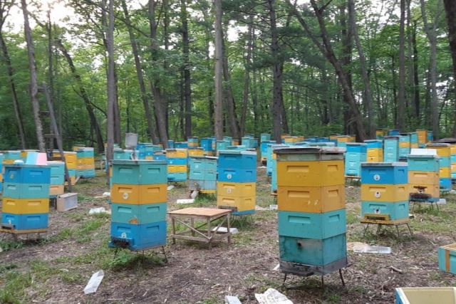В Татарстане пасечника заставляют удалить видео о гибели пчёл - Mash iptash