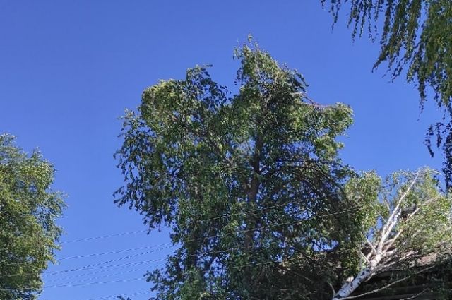 В Прикамье на жилой дом упало большое дерево